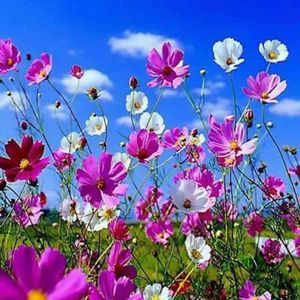 Meet your Posher, Priethitha